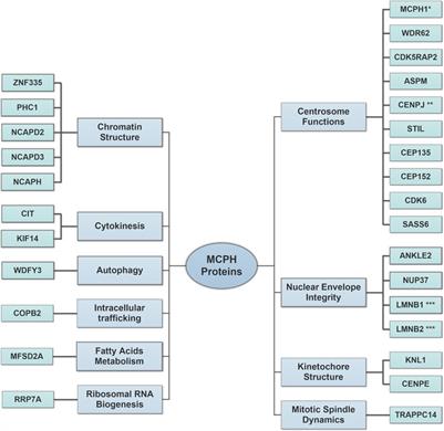 Autosomal Recessive Primary Microcephaly: Not Just a Small Brain